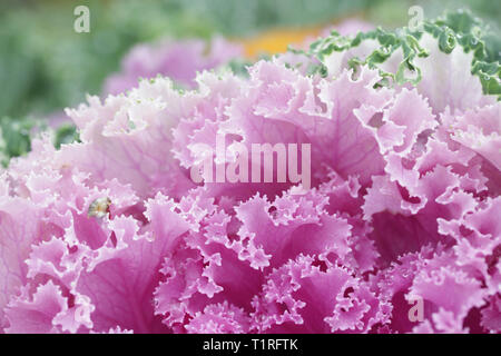 Fioritura ornamentali cavolo verza, Brassica oleracea 'Sabellica' Foto Stock