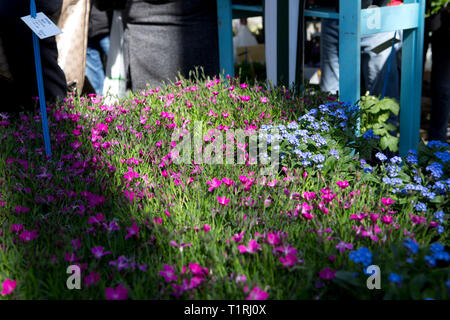 Floralia in Piazza San Marco Milano Foto Stock