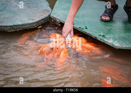Fame oro pesce asiatico mangia il cibo dalla bottiglia in stagno. Mano d'uomo. l'uomo alimenta il pesce. Foto Stock