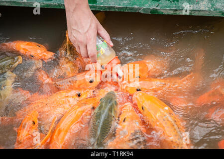 Fame oro pesce asiatico mangia il cibo dalla bottiglia in stagno. Mano d'uomo. l'uomo alimenta il pesce. Foto Stock
