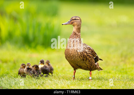 Una mamma orgogliosa di anatra con cinque bambini camminando sul luminoso verde erba nel Parco di Vondel Amsterdam nei Paesi Bassi. Foto Stock