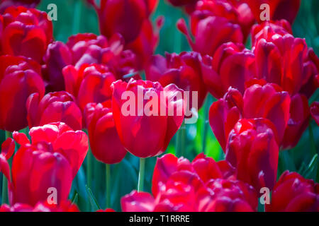 Un sacco di bright viola i tulipani Foto Stock