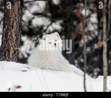 Arctic Fox; Vulpes lagopus Foto Stock