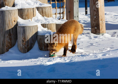 Red Fox, Vulpes vulpes cibo che assorbe in ambiente urbano. Foto Stock