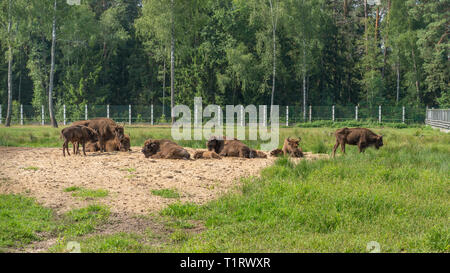 Il bisonte europeo, Bison bonasus, Visent Foto Stock