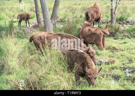 Il bisonte europeo, Bison bonasus, Visent Foto Stock