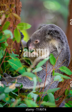 Close up di un koala da mangiare le foglie di gomma, mentre seduto in una struttura ad albero. Queensland, Australia