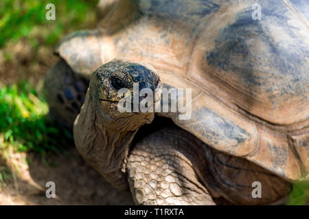 Una tartaruga gigante di Aldabra (gigantea di Aldabrachelys) proviene dalle isole dell'Atollo di Aldabra nelle Seychelles ed è una delle più grandi del mondo. Foto Stock
