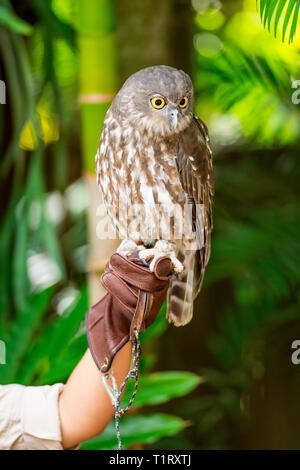 Il barking owl, Ninox connivens, è un furtivo predatore della notte.Progettato per stealth il barking owl, ha sviluppato la capacità di volo silenzioso Foto Stock