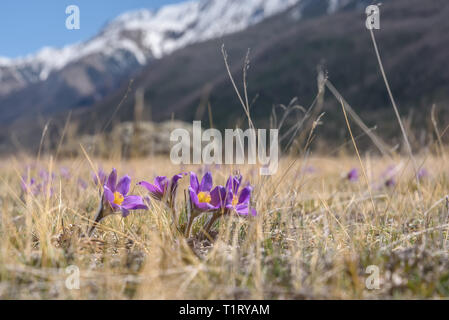 La prima primavera fiori lilla di bucaneve (pulsatilla patens) contro uno sfondo sfocato di montagne innevate e cielo blu Foto Stock