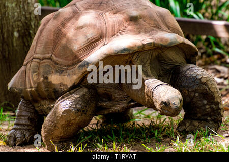 Una tartaruga gigante di Aldabra (gigantea di Aldabrachelys) proviene dalle isole dell'Atollo di Aldabra nelle Seychelles ed è una delle più grandi del mondo. Foto Stock
