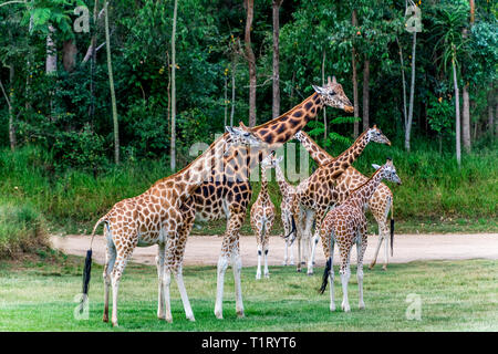Una mandria di giraffe. Queste le giraffe sono delle sottospecie nota come la Rothschild la giraffa. Foto Stock