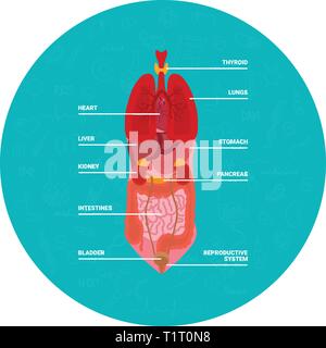 Round banner blu con illustrazione degli organi interni di umana isolati su sfondo bianco Illustrazione Vettoriale