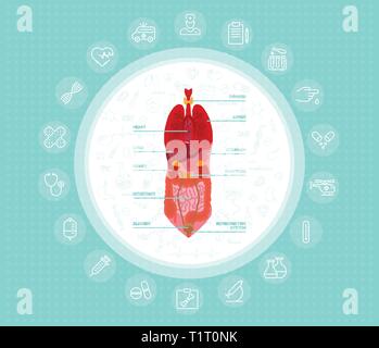 Cartoon organi del corpo umano concetto con stomaco polmoni reni cuore fegato intestino sistema riproduttivo, illustrazione vettoriale Illustrazione Vettoriale