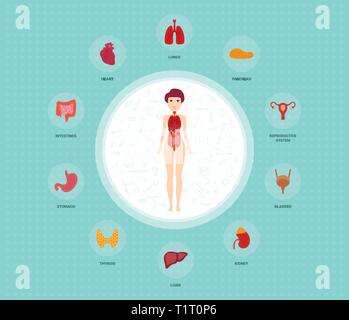 Anatomia umana ed infografico elementi con insieme di organi interni collocati nel corpo femmina. Donna organi riproduttivi con ragazza silhouette e le icone intorno a. Illustrazione Vettoriale