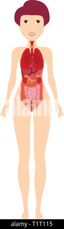 Corpo Umano - Anatomia polmoni, cuore, fegato, intestino Illustrazione Vettoriale