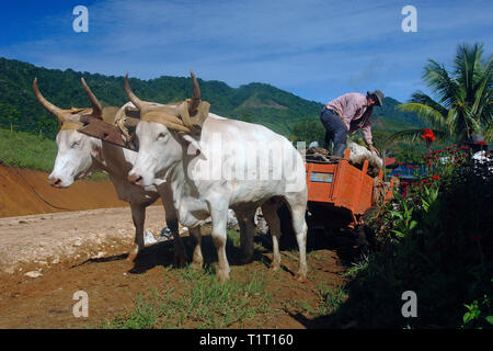 Oxcart, Brahman tori a Rincon de la Vieja National Park, Costa Rica Foto Stock