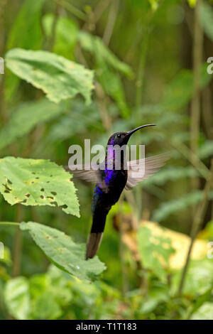 Violet Sabrewing (largipennis hemileucurus), hovering volo, Costa Rica Foto Stock