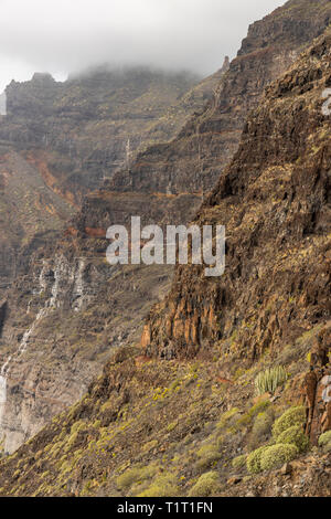 Dettaglio del Los Acantilados de Los Gigantes con arbusti e cactus in crescita, sulla costa occidentale di Tenerife, Isole Canarie, Spagna Foto Stock