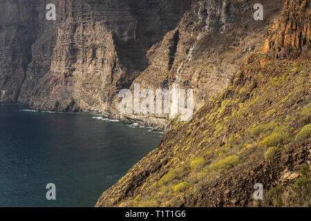 Dettaglio del Los Acantilados de Los Gigantes con arbusti e cactus in crescita, sulla costa occidentale di Tenerife, Isole Canarie, Spagna Foto Stock