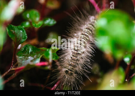 Gypsy Moth caterpillar bagnate dopo la pioggia strisciando sulla foglia Foto Stock