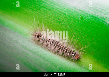 Gypsy Moth caterpillar bagnate dopo la pioggia strisciando sulla foglia Foto Stock