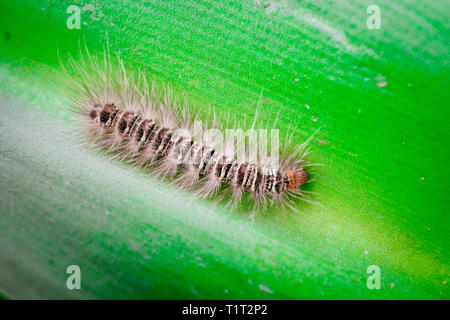 Gypsy Moth caterpillar bagnate dopo la pioggia strisciando sulla foglia Foto Stock
