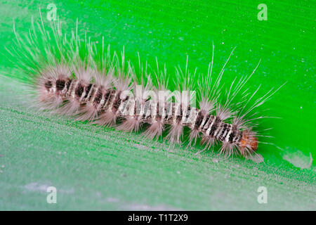 Gypsy Moth caterpillar bagnate dopo la pioggia strisciando sulla foglia stretta fino Foto Stock