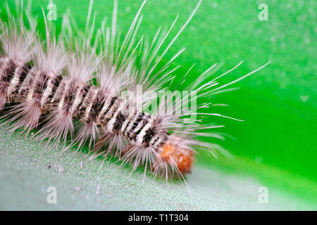 Gypsy Moth caterpillar bagnate dopo la pioggia strisciando sulla foglia Foto Stock