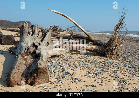 Effetti di erosione costiera, Benacre, Suffolk, Regno Unito. Foto Stock