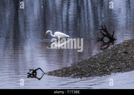 Il Bislicher Insel riserva naturale vicino a Xanten sul Basso Reno, Airone bianco maggiore, Casmerodius Albus, Germania Foto Stock