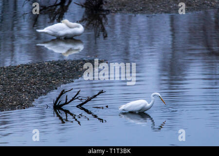 Il Bislicher Insel riserva naturale vicino a Xanten sul Basso Reno, Airone bianco maggiore, Casmerodius Albus, Germania Foto Stock