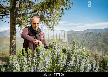 La raccolta di rosmarino per la produzione di essenze di profumo nelle Alpi.L'Italiano uomo taglia il rosmarino nel nord Italia, con giardino forbici. Foto Stock