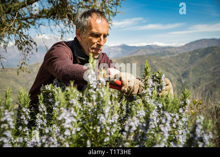 La raccolta di rosmarino per la produzione di essenze di profumo nelle Alpi.L'Italiano uomo taglia il rosmarino nel nord Italia, con giardino forbici. Foto Stock