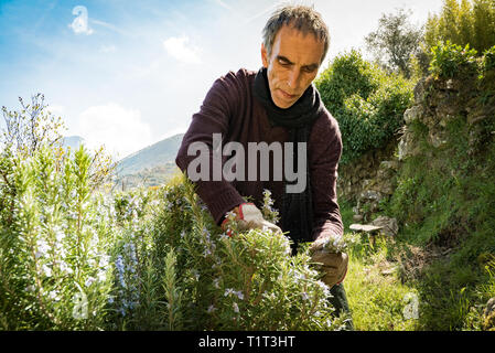 La raccolta di rosmarino per la produzione di essenze di profumo nelle Alpi.L'Italiano uomo taglia il rosmarino nel nord Italia, con giardino forbici. Foto Stock