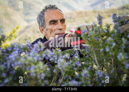 La raccolta di rosmarino per la produzione di essenze di profumo nelle Alpi.L'Italiano uomo taglia il rosmarino nel nord Italia, con giardino forbici. Foto Stock