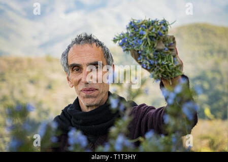 La raccolta di rosmarino per la produzione di essenze di profumo nelle Alpi.L'Italiano uomo taglia il rosmarino nel nord Italia, con giardino forbici. Foto Stock