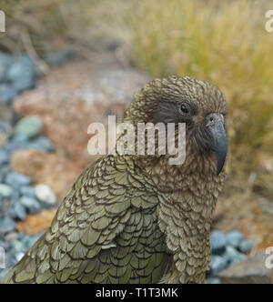 Wild Kea Parrot nelle montagne della Nuova Zelanda Foto Stock