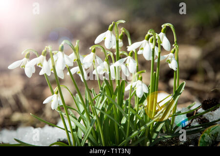 Snowdrops crescente sul suolo coperto di neve di primavera nella foresta. Giornata di sole. Foto Stock