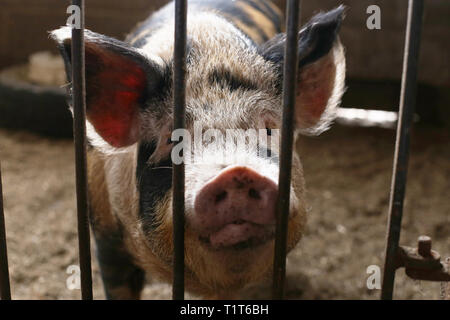 Maiale nella penna, Walnut Tree Farm Park Foto Stock