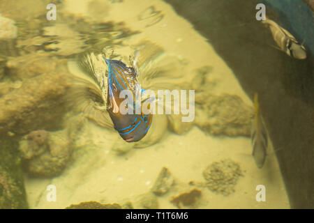 Anello blu angelfish Pomacanthus annularis . Pesci marini. Foto Stock