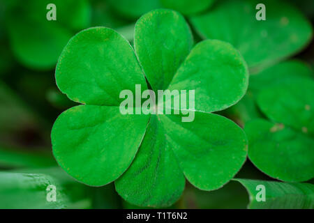 Una chiusura di un reale verde trifoglio con rugiada su di esso e un verde soft-focus sullo sfondo Foto Stock