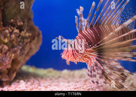 Lionfish-Zebra, o pesce zebra, o striato leone lat. Pterois volitans è un pesce Foto Stock