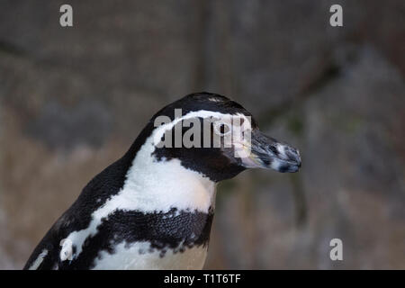 Ritratto di un pinguino in piedi su una pietra in un zoo Foto Stock