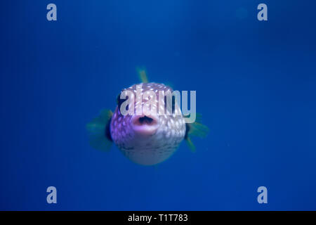 Brown puffer o puffer di colore marrone o marrone dog-pesce, o cane oculare-pesci Foto Stock