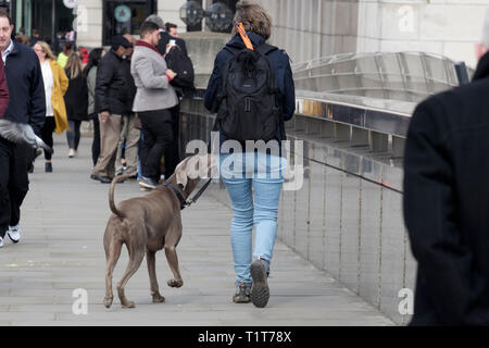 Donna che cammina Weimaraner cane attraverso il London Bridge, Regno Unito Foto Stock