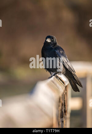 Alba sulla costa Nord Est nel Regno Unito con un corvo comune seduto su una staccionata di legno in cerca di cibo. Foto Stock