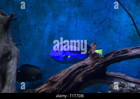 Linguetta blu pesce chirurgo Paracanthurus hepatus nell'Oceanarium Foto Stock