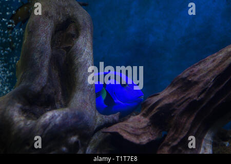 Linguetta blu pesce chirurgo Paracanthurus hepatus nell'Oceanarium Foto Stock