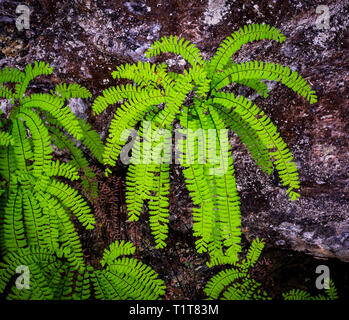 Felci crescono sugli alberi, Wild Pacific Trail Ucluelet Vancouver Island in Canada Foto Stock